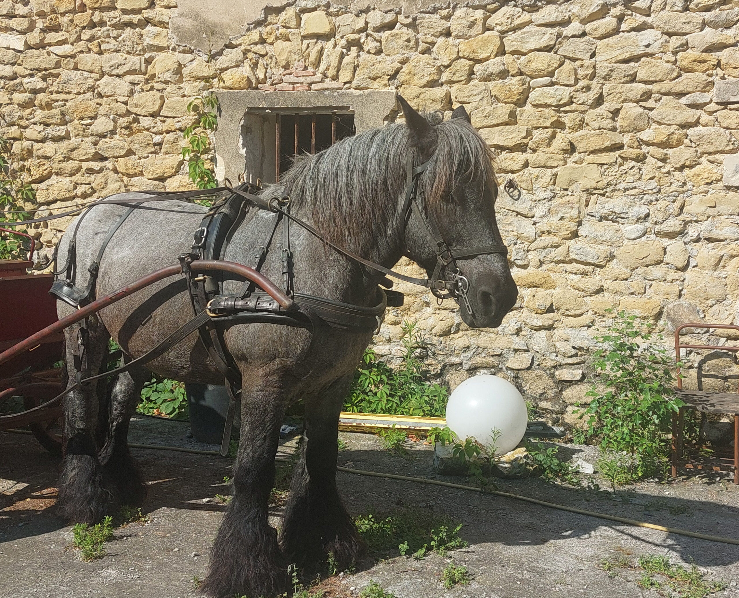 Festival-Cheval